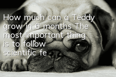 How much can a Teddy grow in 6 months? The most important thing is to follow scientific feeding