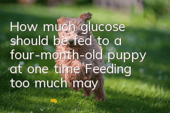 How much glucose should be fed to a four-month-old puppy at one time? Feeding too much may have side effects