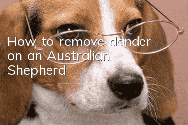 How to remove dander on an Australian Shepherd?