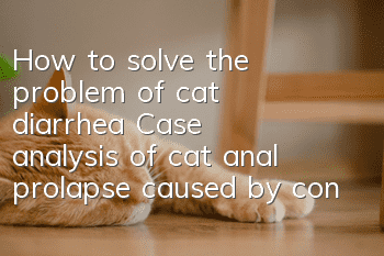 How to solve the problem of cat diarrhea? Case analysis of cat anal prolapse caused by constipation!