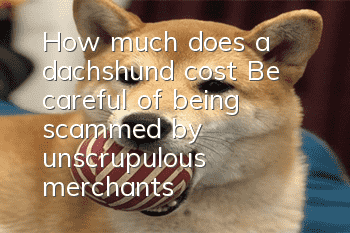 How much does a dachshund cost? Be careful of being scammed by unscrupulous merchants!