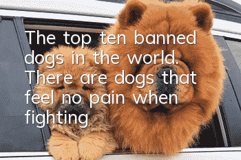 The top ten banned dogs in the world. There are dogs that feel no pain when fighting!