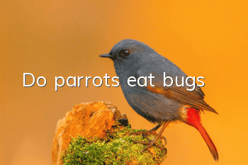 Do parrots eat bugs?