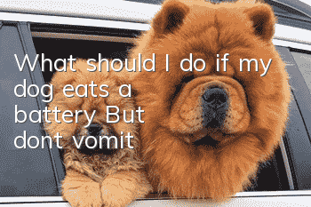 What should I do if my dog ​​eats a battery? But don't vomit!