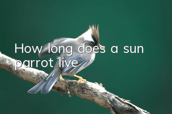 How long does a sun parrot live?