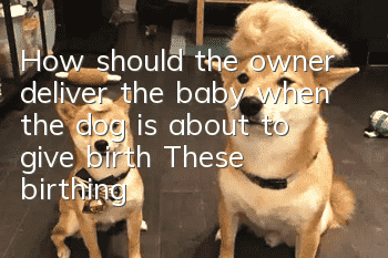 How should the owner deliver the baby when the dog is about to give birth? These birthing skills must be mastered