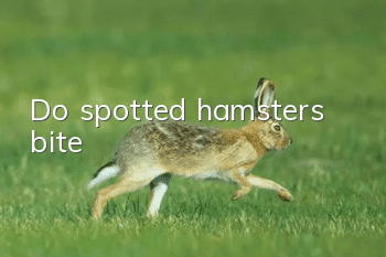 Do spotted hamsters bite?