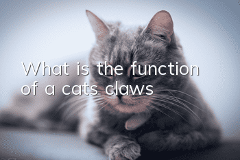 What is the function of a cat’s claws?