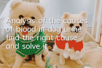 Analysis of the causes of blood in dog urine, find the right cause and solve it!