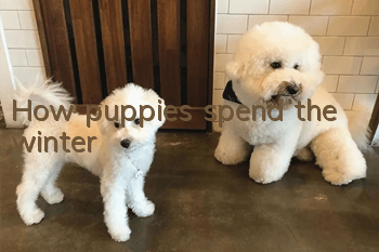 How puppies spend the winter