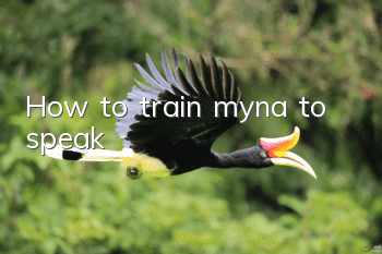 How to train myna to speak