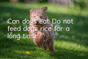 Can dogs eat? Do not feed dogs rice for a long time!