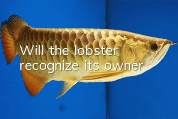 Will the lobster recognize its owner?