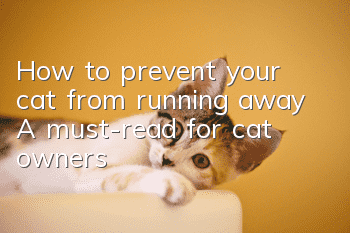 How to prevent your cat from running away? A must-read for cat owners!