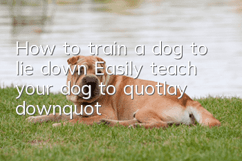 How to train a dog to lie down? Easily teach your dog to "lay down"!