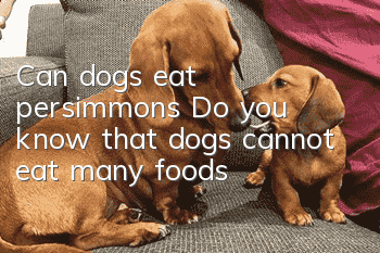 Can dogs eat persimmons? Do you know that dogs cannot eat many foods?