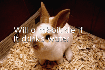 Will a rabbit die if it drinks water?