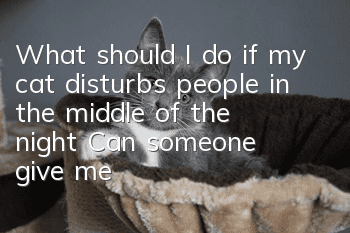 What should I do if my cat disturbs people in the middle of the night? Can someone give me some advice?