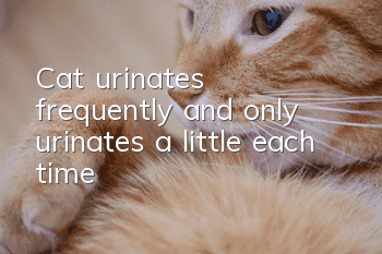 Cat urinates frequently and only urinates a little each time