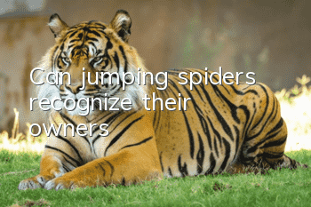 Can jumping spiders recognize their owners?