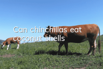 Can chinchillas eat coconut shells?