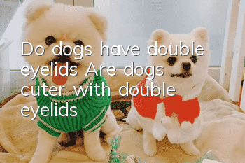 Do dogs have double eyelids? Are dogs cuter with double eyelids?