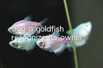 Can a goldfish recognize its owner?