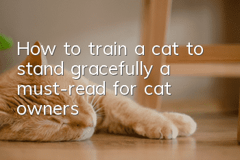 How to train a cat to stand gracefully, a must-read for cat owners!