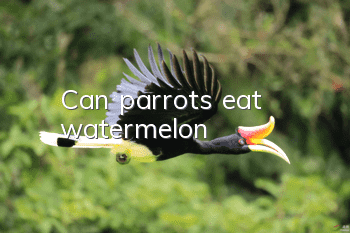 Can parrots eat watermelon?