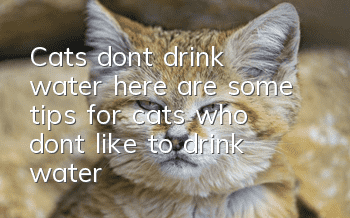 Cats don’t drink water, here are some tips for cats who don’t like to drink water!