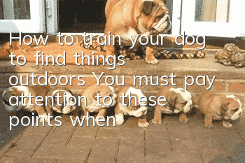 How to train your dog to find things outdoors? You must pay attention to these points when walking your dog!