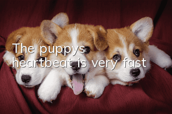 The puppy’s heartbeat is very fast