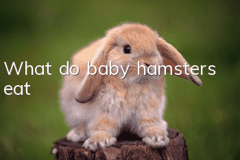 What do baby hamsters eat?