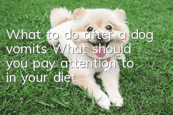 What to do after a dog vomits? What should you pay attention to in your diet?