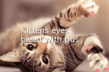 Kitten's eyes bleed with pus