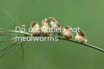 Do cockatiels eat mealworms?