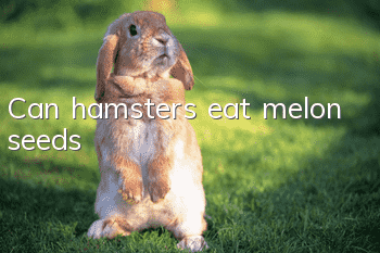 Can hamsters eat melon seeds?