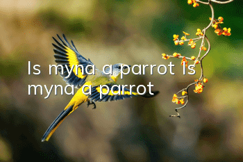 Is myna a parrot? Is myna a parrot?