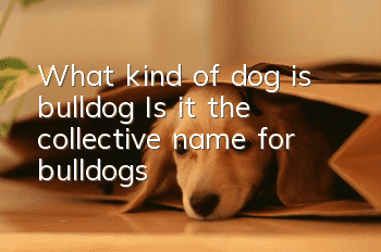 What kind of dog is bulldog? Is it the collective name for bulldogs?