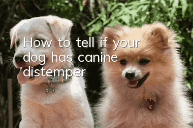 How to tell if your dog has canine distemper