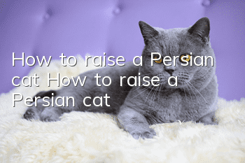 How to raise a Persian cat? How to raise a Persian cat!