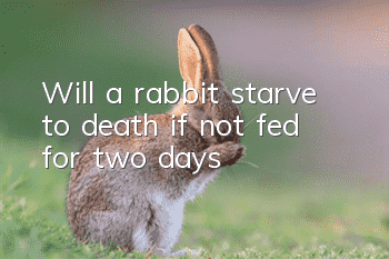 Will a rabbit starve to death if not fed for two days?