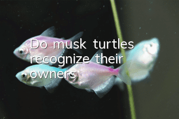 Do musk turtles recognize their owners?