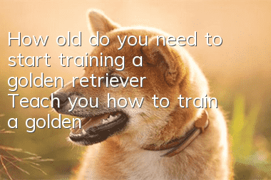 How old do you need to start training a golden retriever? Teach you how to train a golden retriever!