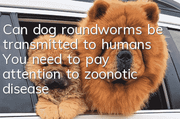 Can dog roundworms be transmitted to humans? You need to pay attention to zoonotic diseases!