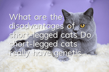 What are the disadvantages of short-legged cats? Do short-legged cats really have genetic defects?