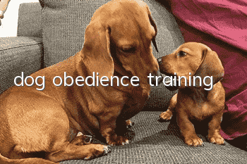 dog obedience training