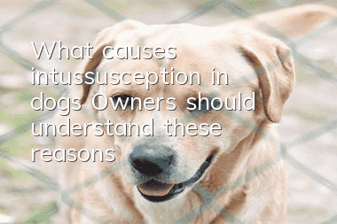 What causes intussusception in dogs? Owners should understand these reasons!