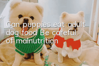 Can puppies eat adult dog food? Be careful of malnutrition!