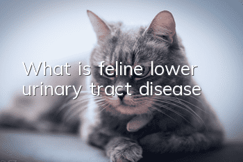 What is feline lower urinary tract disease?